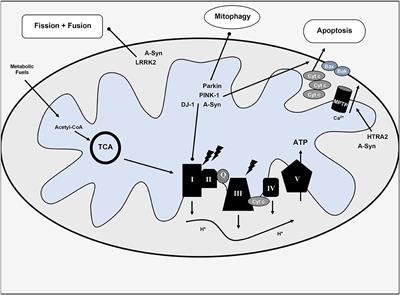 The Role of Intermittent Fasting in Parkinson's Disease